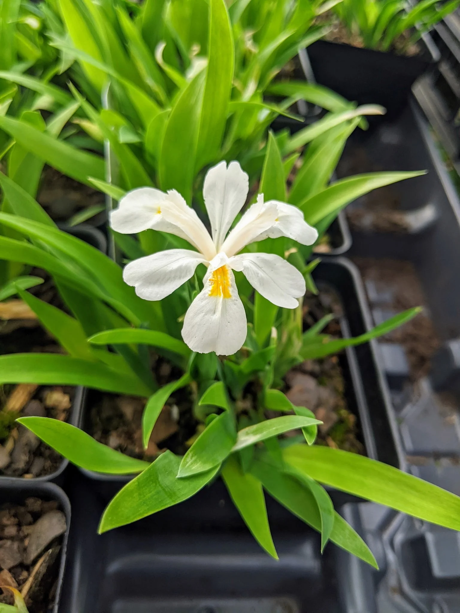 Iris cristata tenn white.JPG