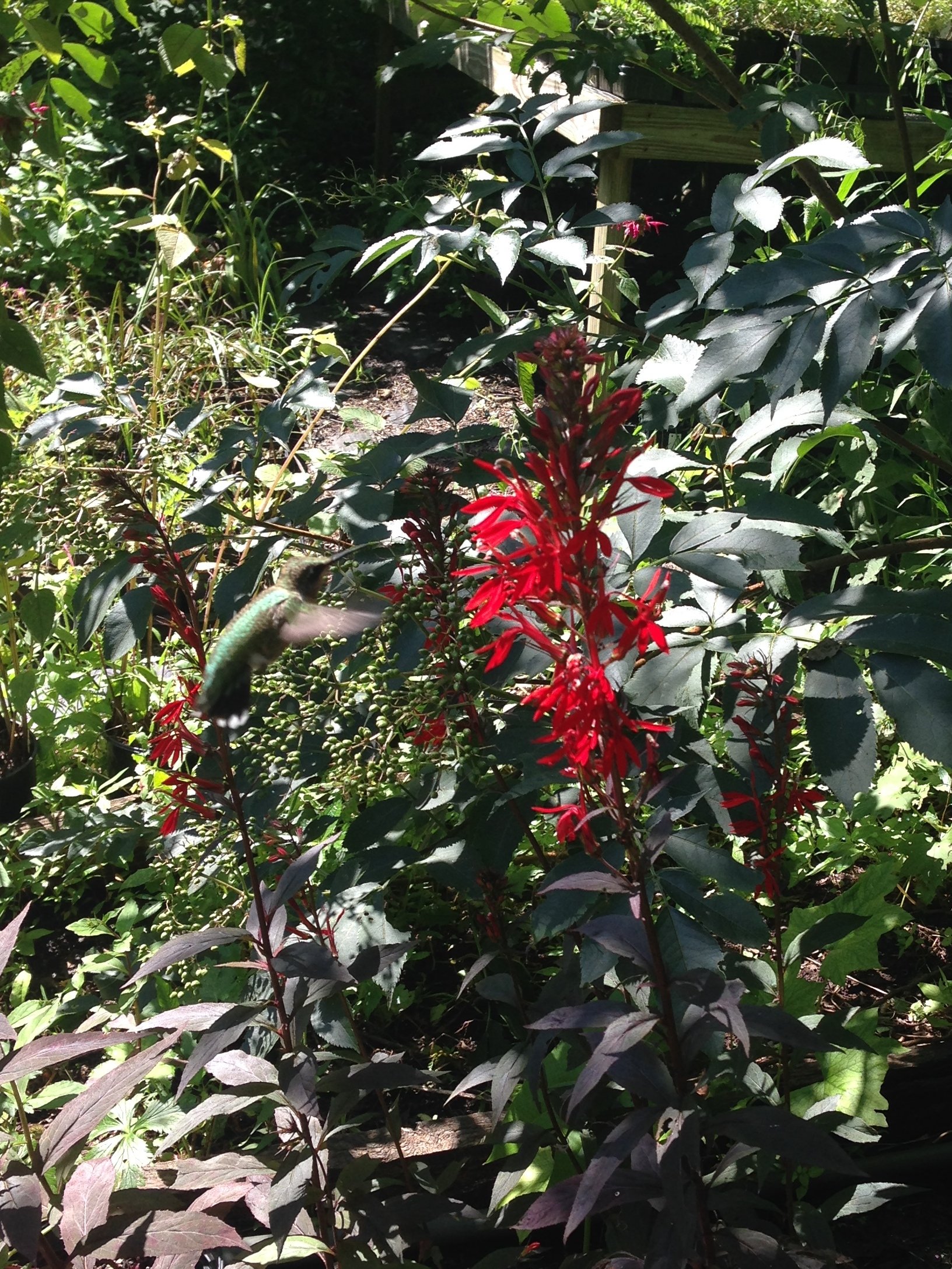 Lobelia cardinalis 'Black Truffle'  (Black Truffle Cardinal Flower)