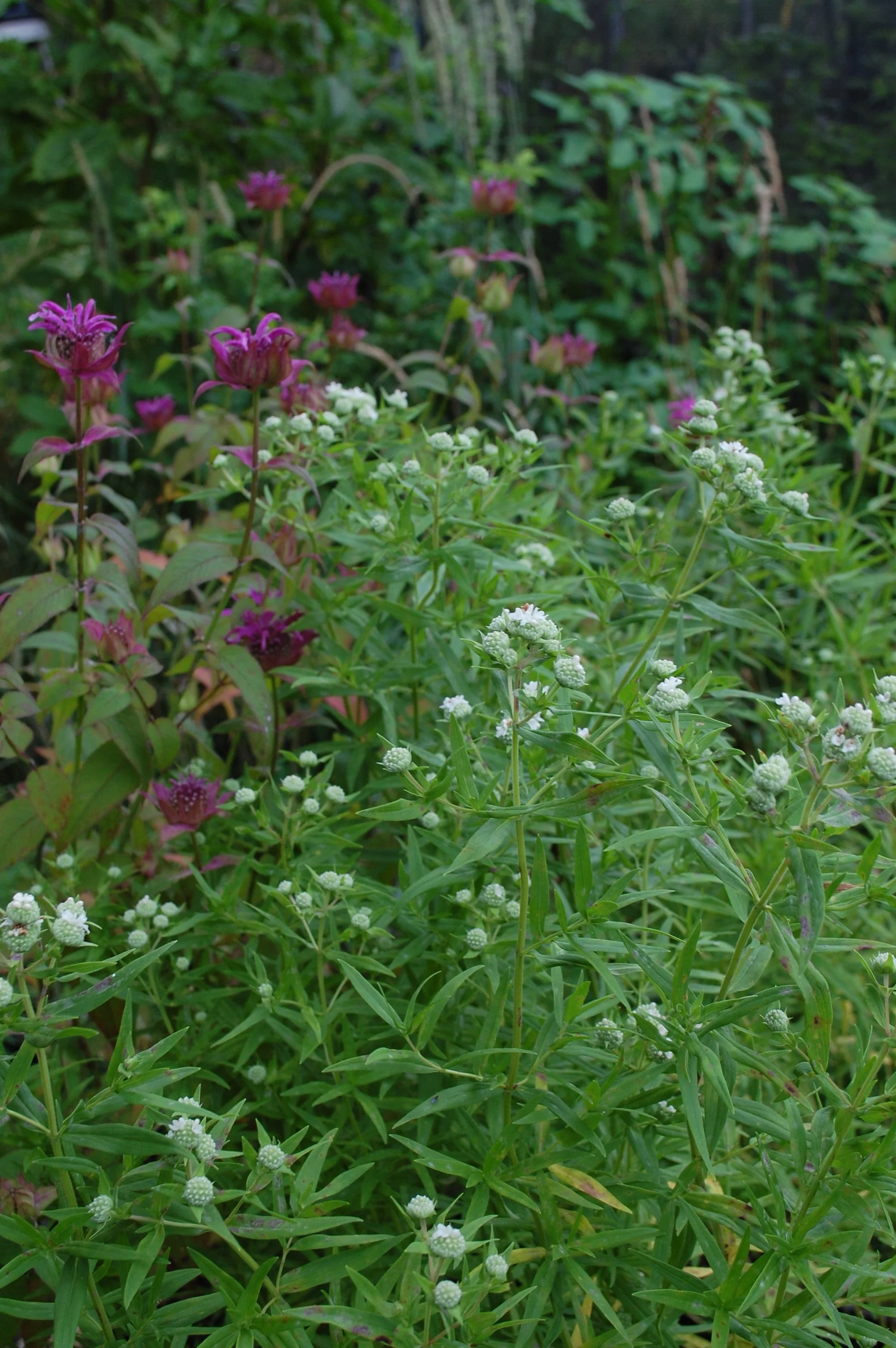 Pycnanthemum virginianum  (Virginia Mountain Mint)