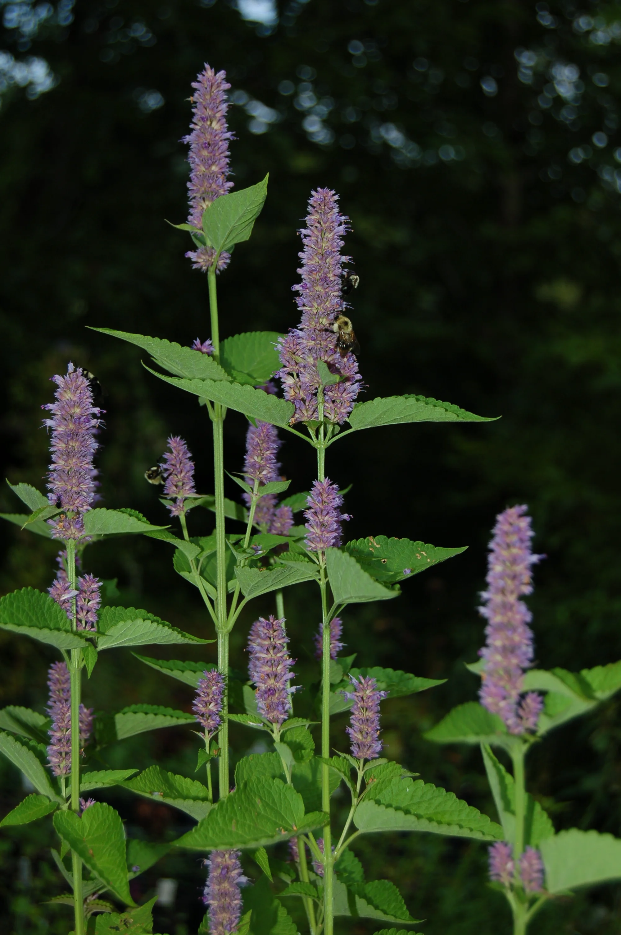 Agastache sp (1).JPG