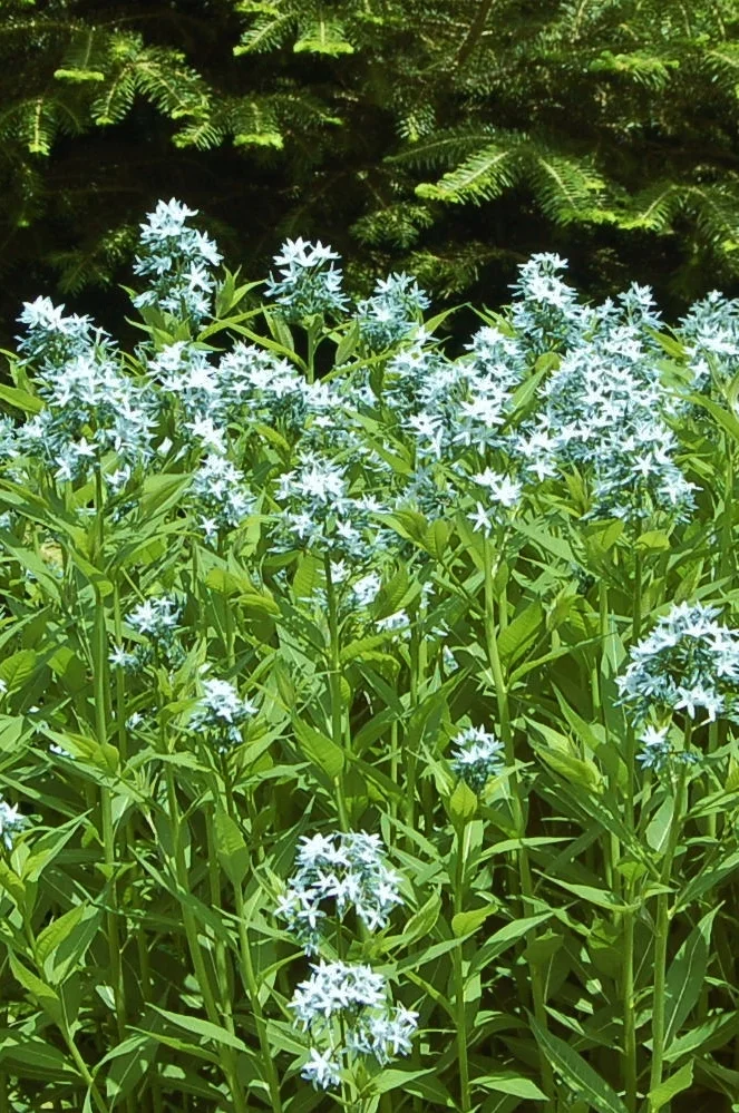 Live Plants A-G — Wood Thrush Native Nursery