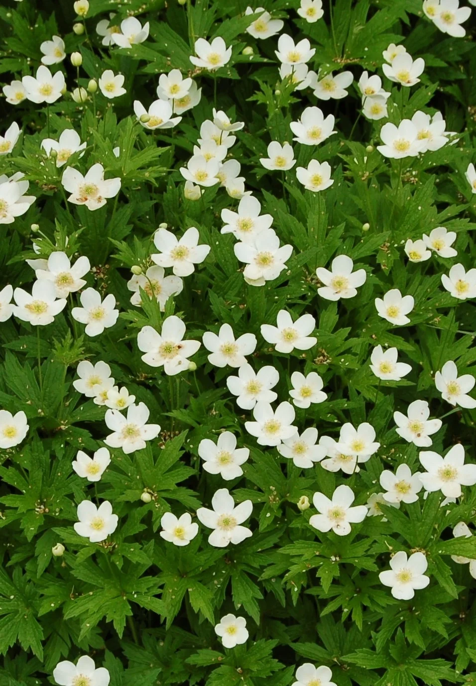 Anemone canadensis (1).JPG