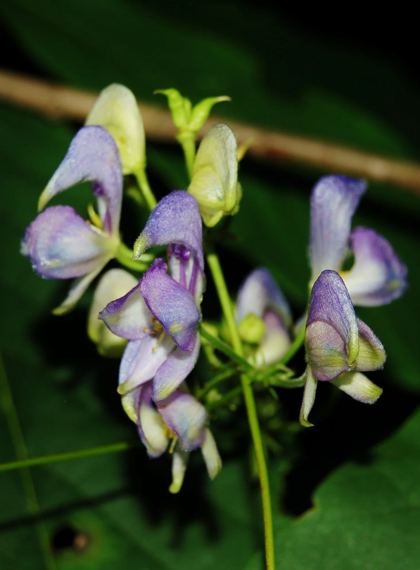 Aconitum uncinatum.JPG