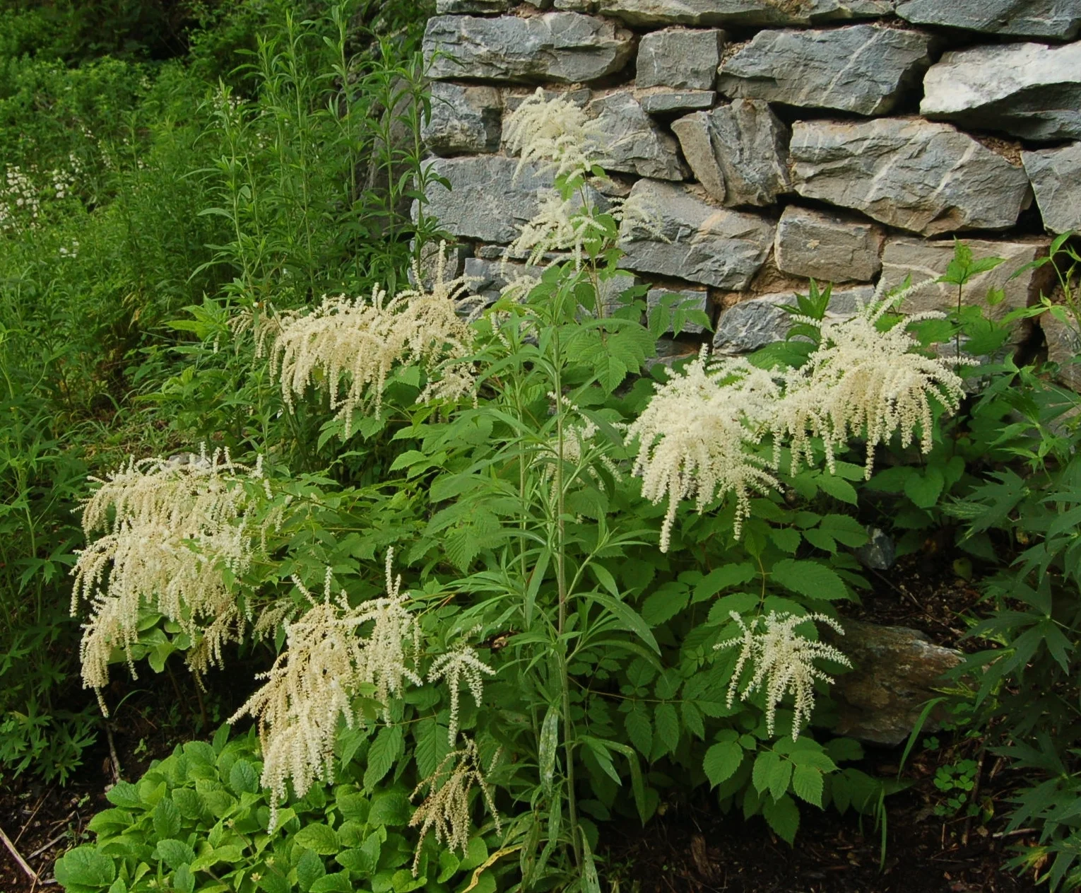 Aruncus dioicus.JPG