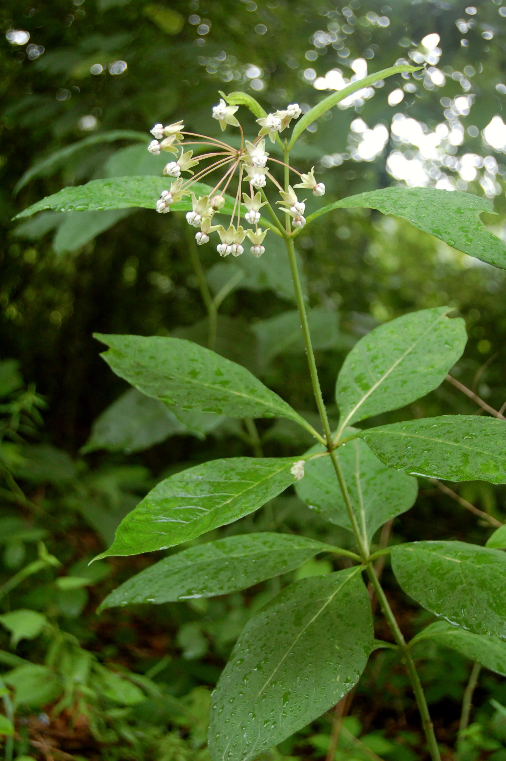 Asclepias exaltata.JPG