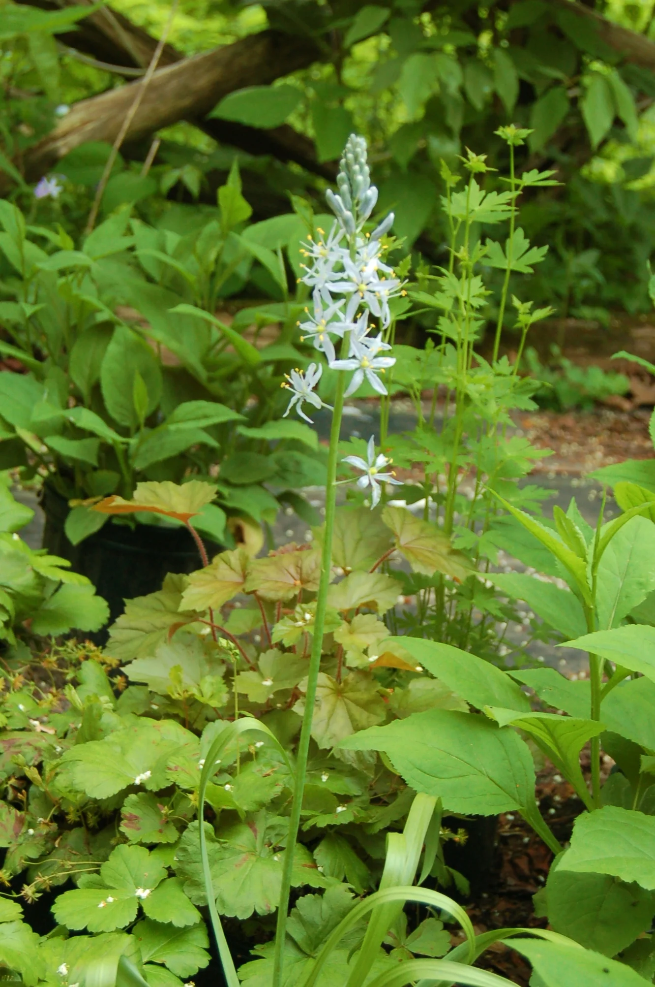 camassia scilloides(2).JPG