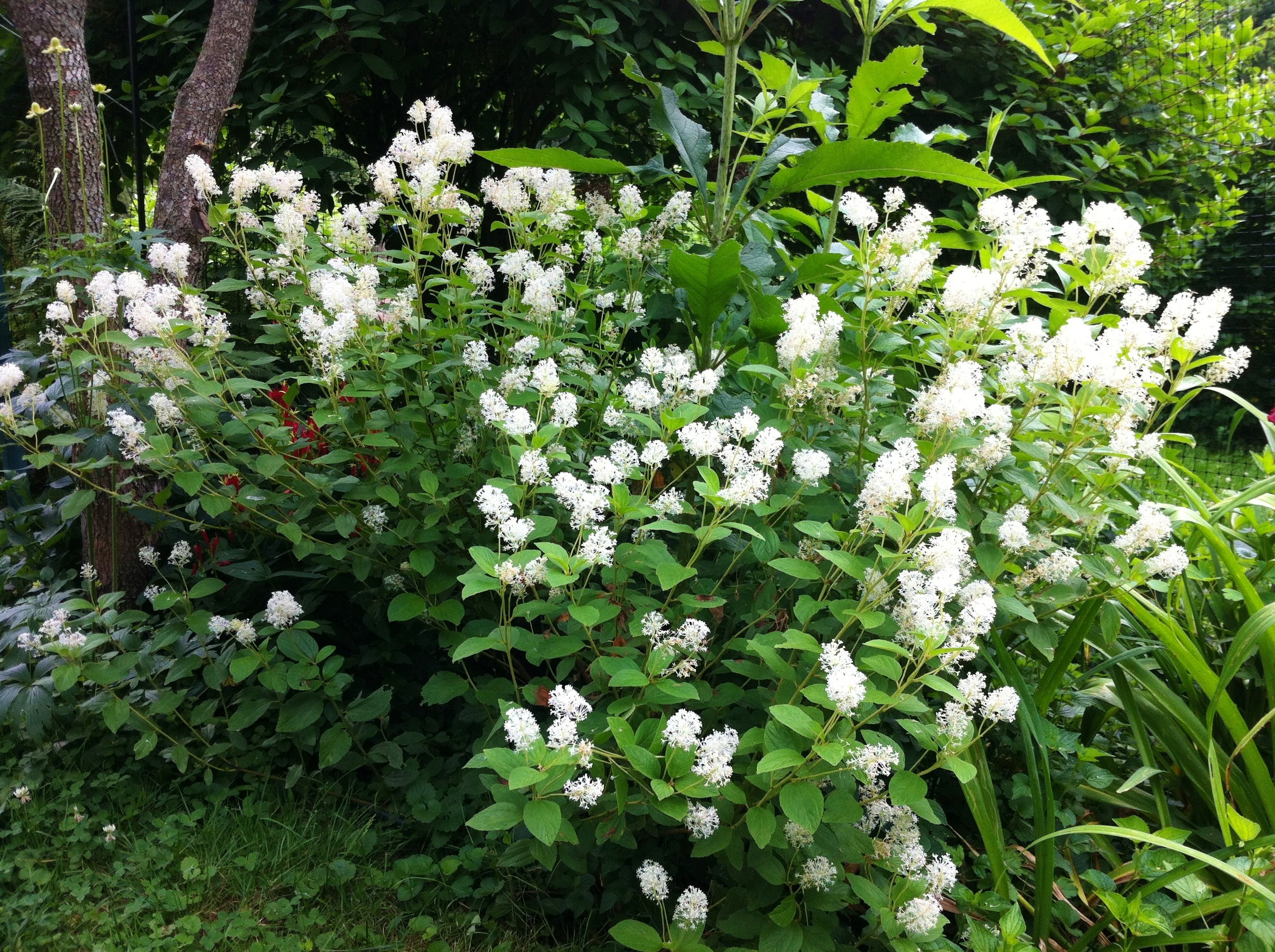 Ceanothus americanus.JPG