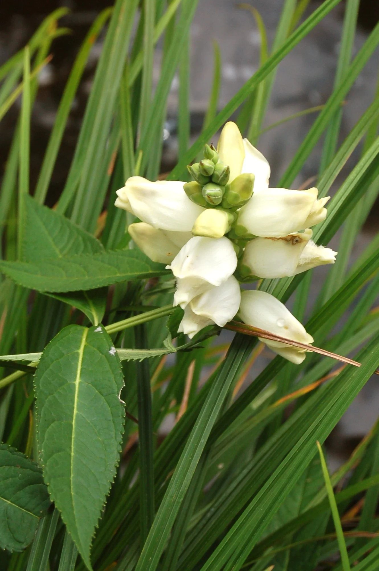 Chelone glabra.JPG