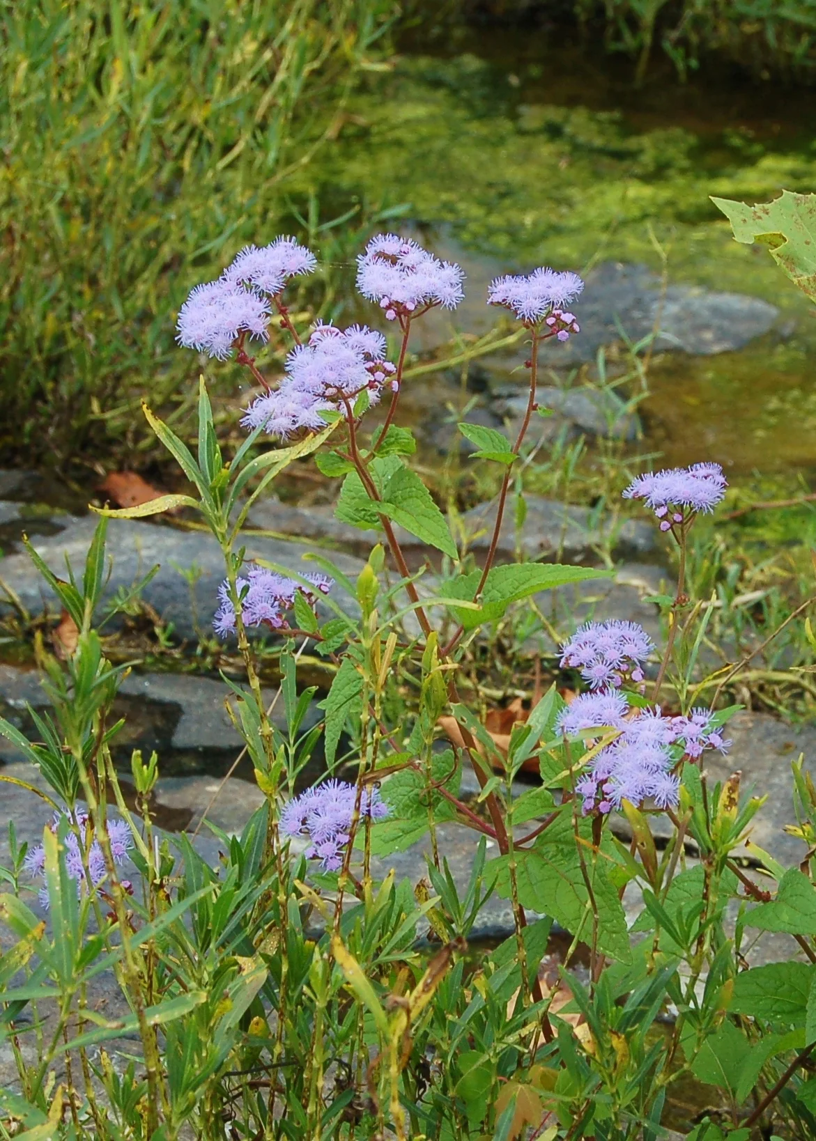 Eupatorium colestinum (1).JPG