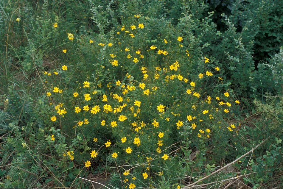 Coreopsis verticillata001.jpg