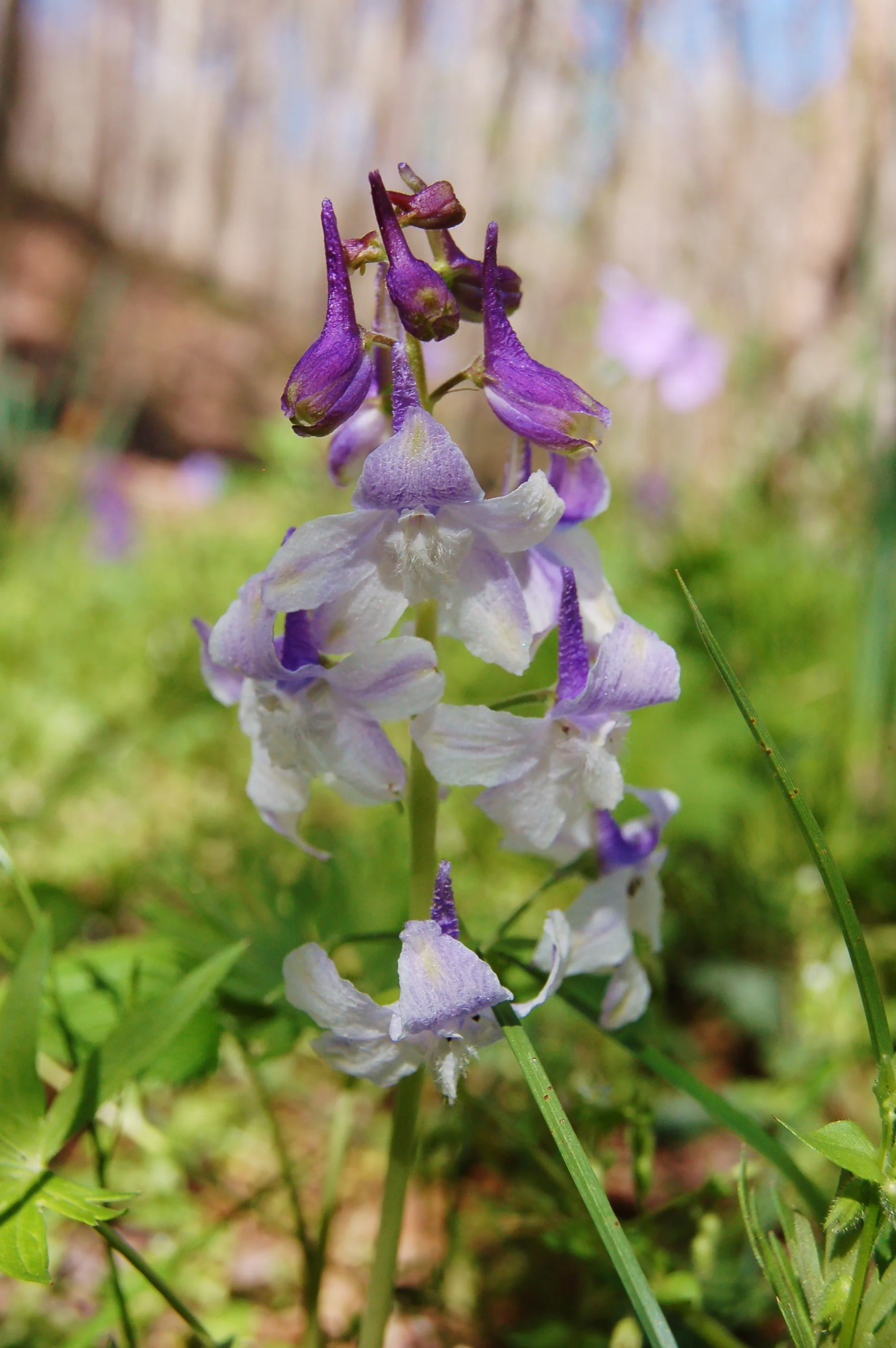 Delphinium tricorne (4).JPG