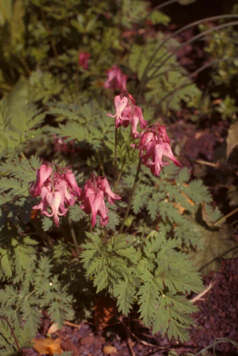 Dicentra eximia0020.jpg