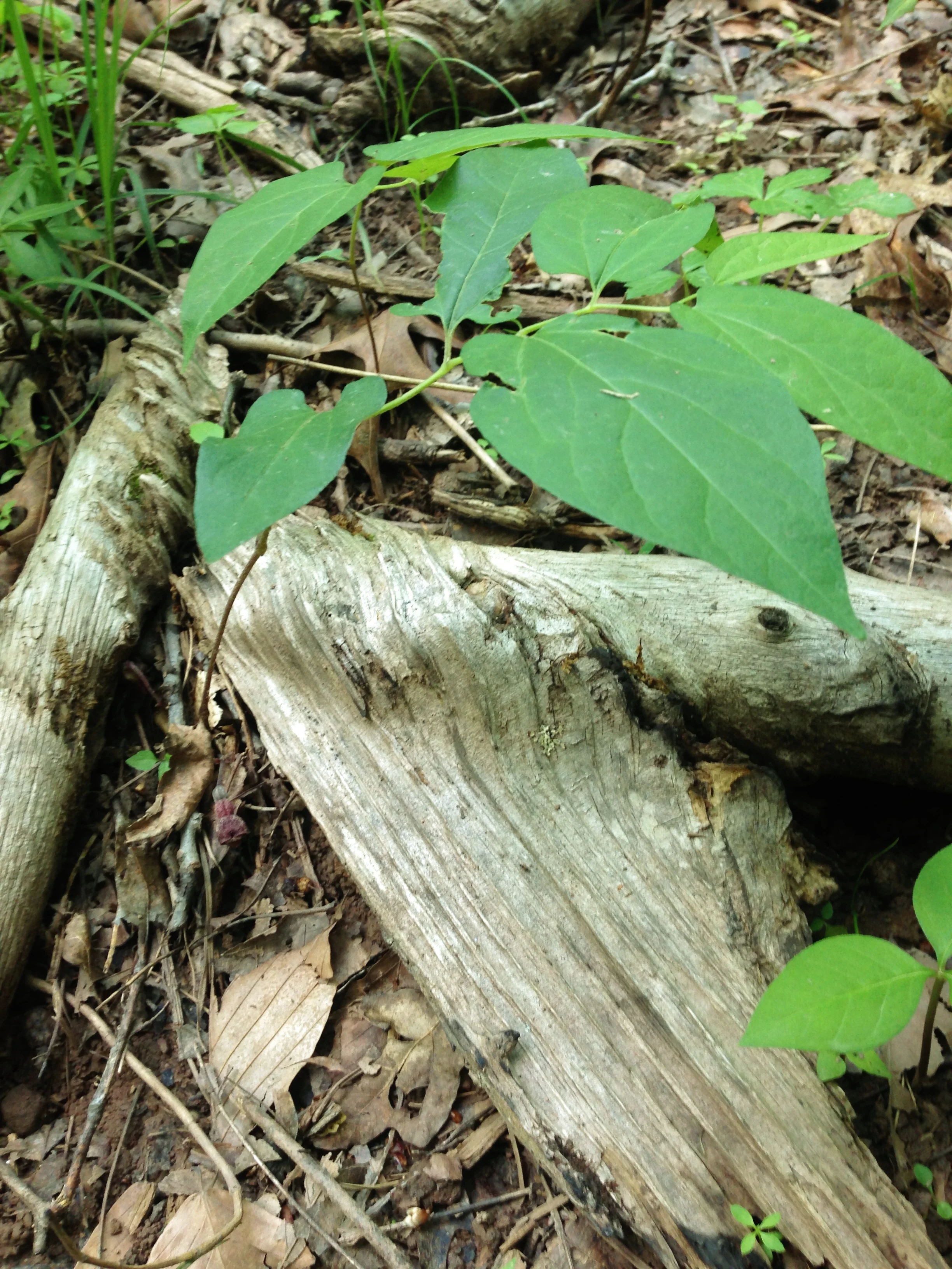 Aristolochia serpentaria (2).JPG