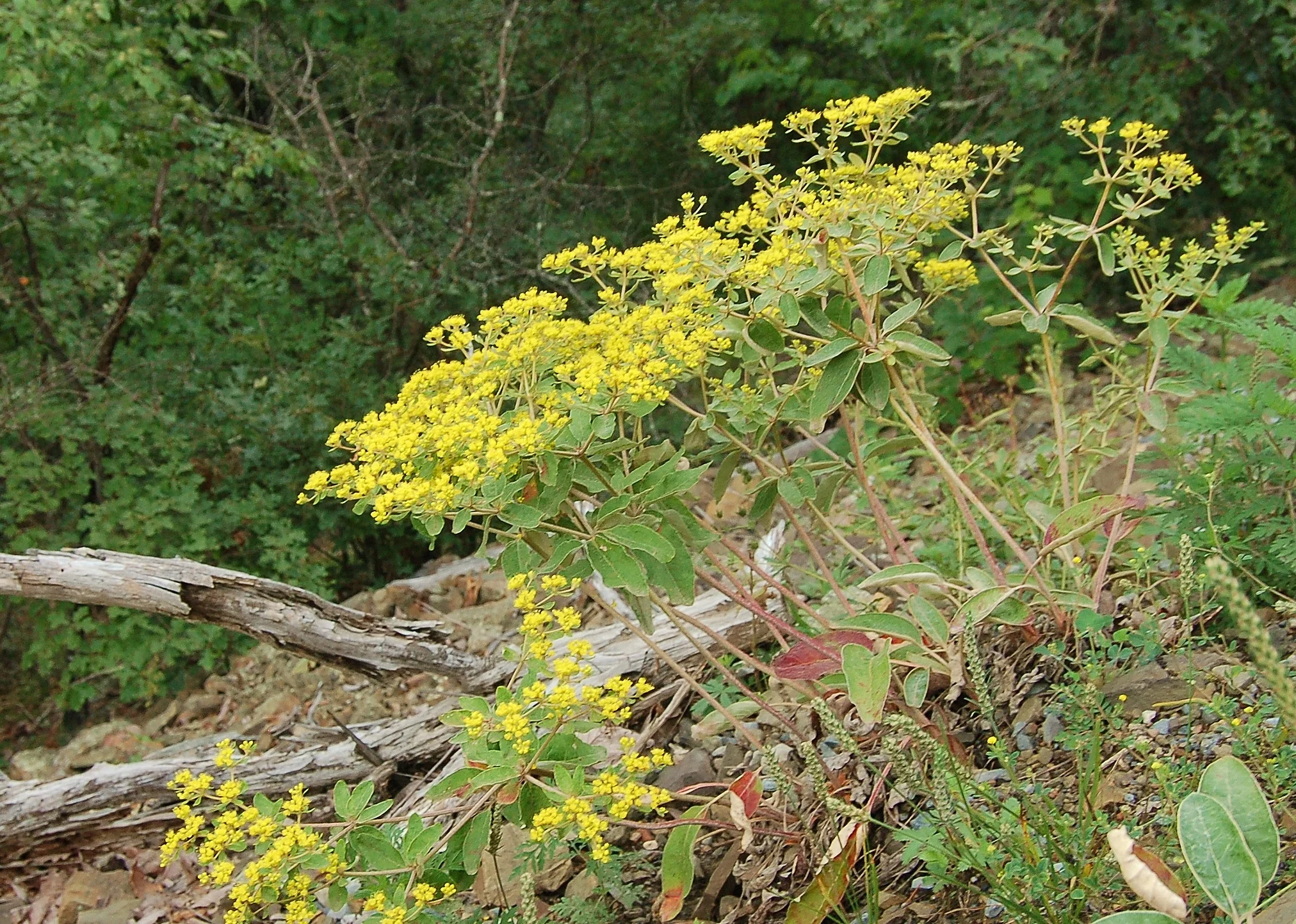 Eriogonum allenii (2).JPG