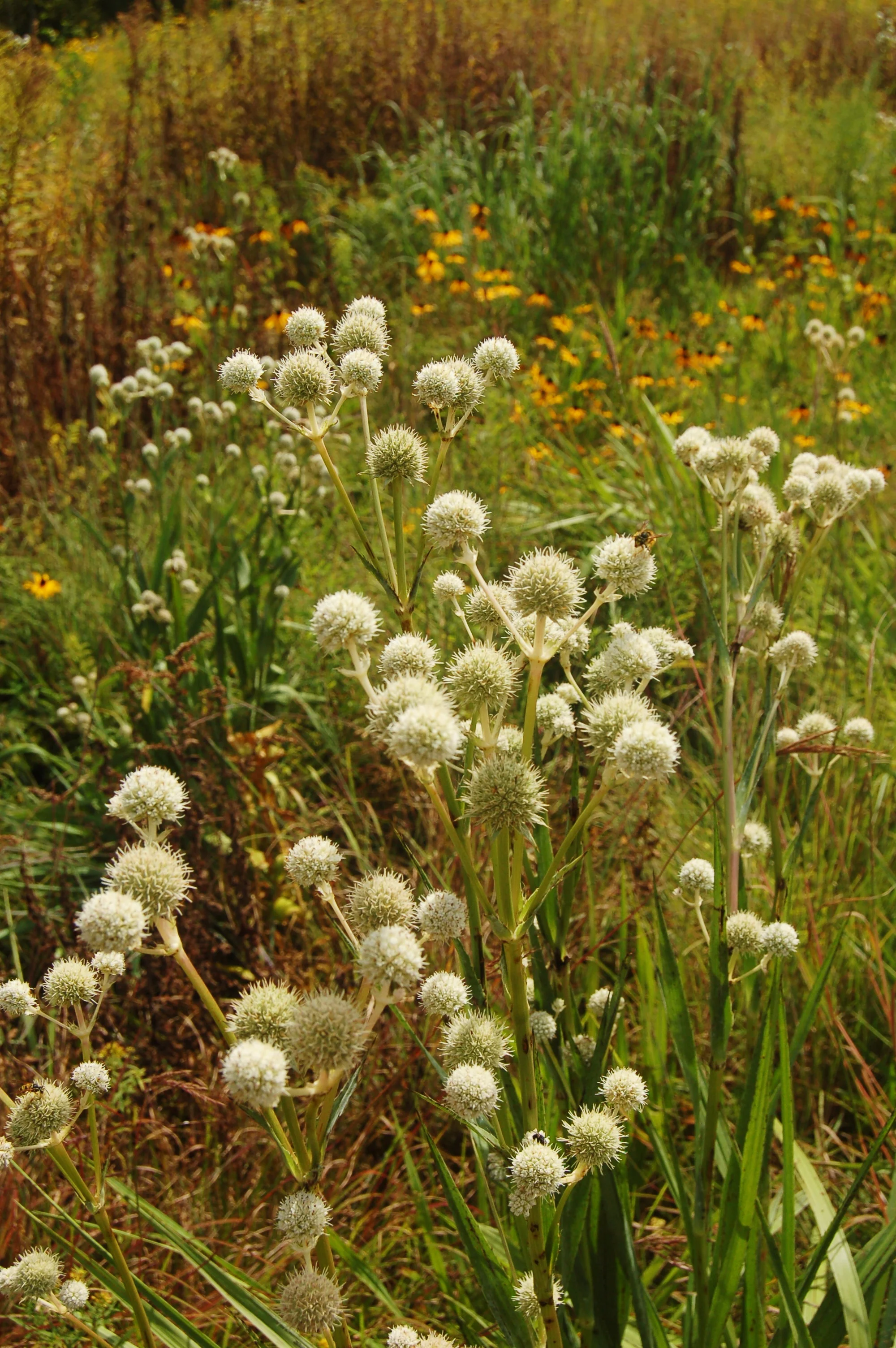 Eryngium yuccifolium.JPG