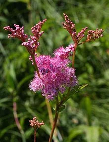 Filipendula_rubra_inflorescence.JPG