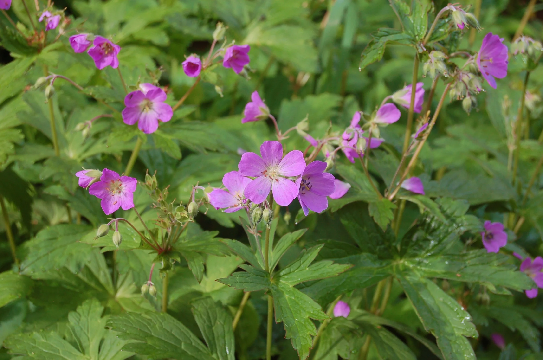 Geranium maculatum (5).JPG