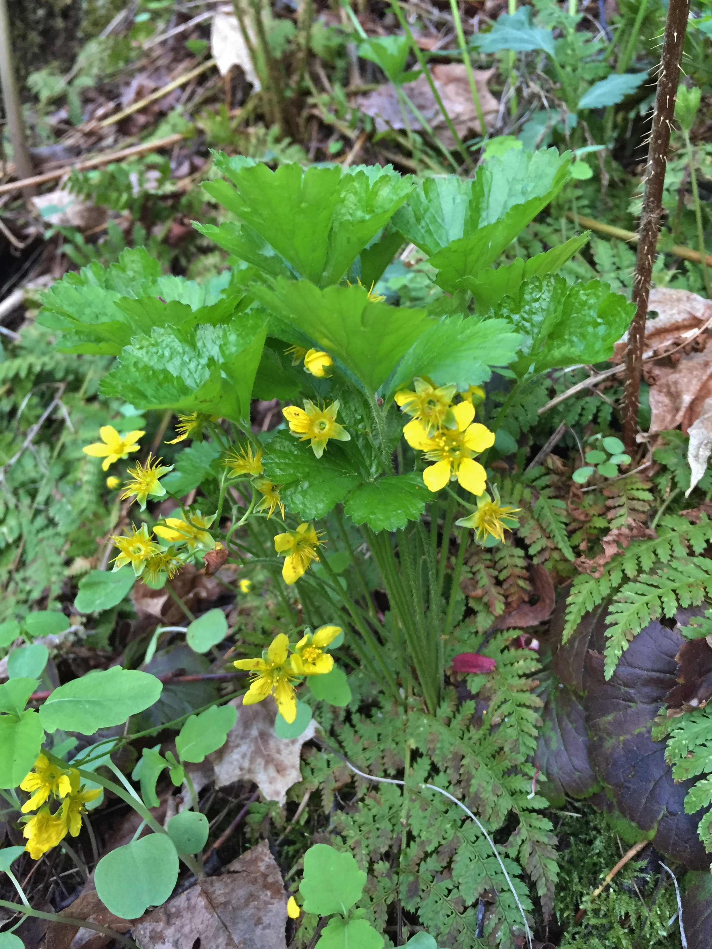 Geum fragarioides.JPG
