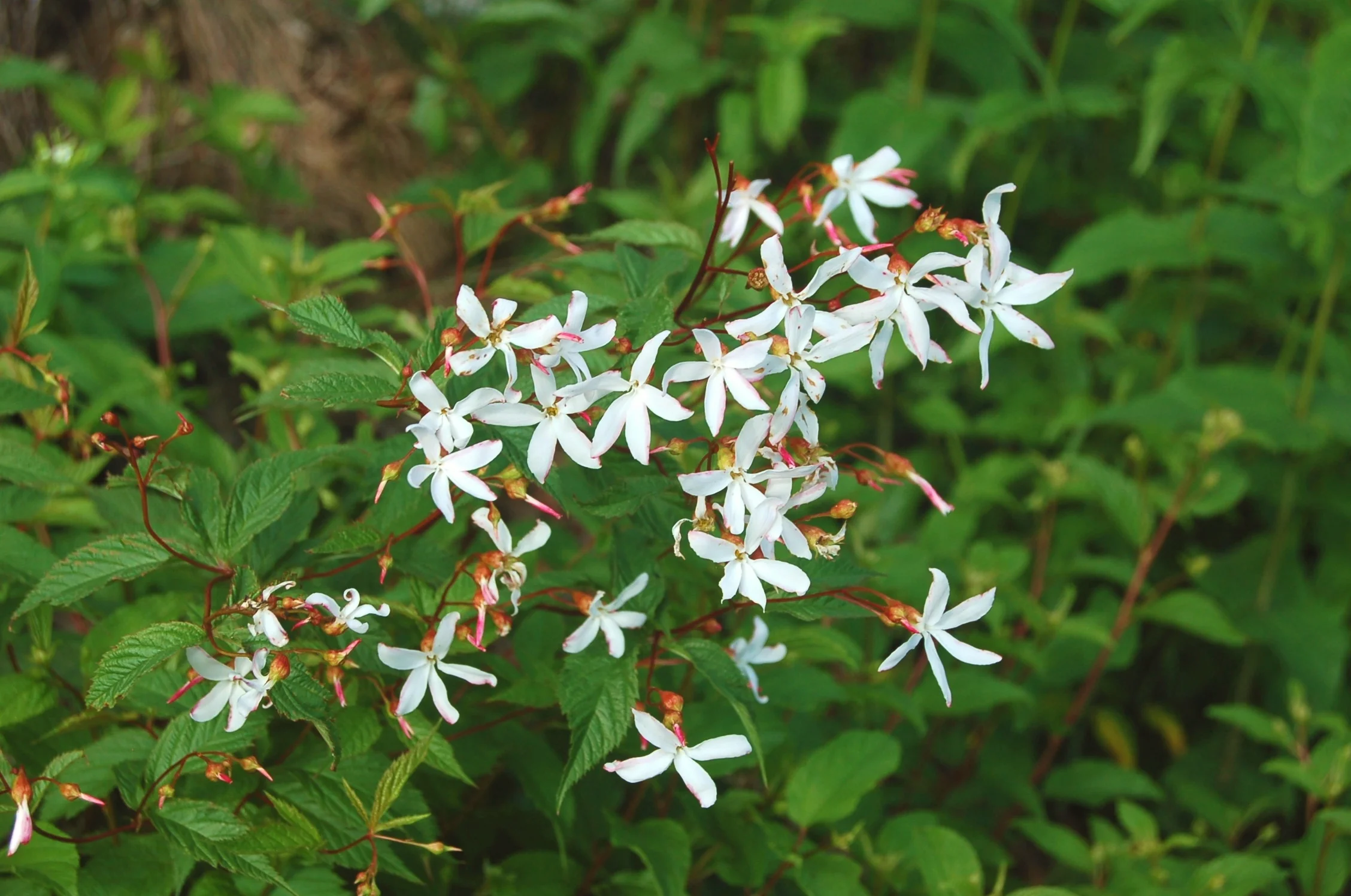 Porteranthus trifoliatus.JPG