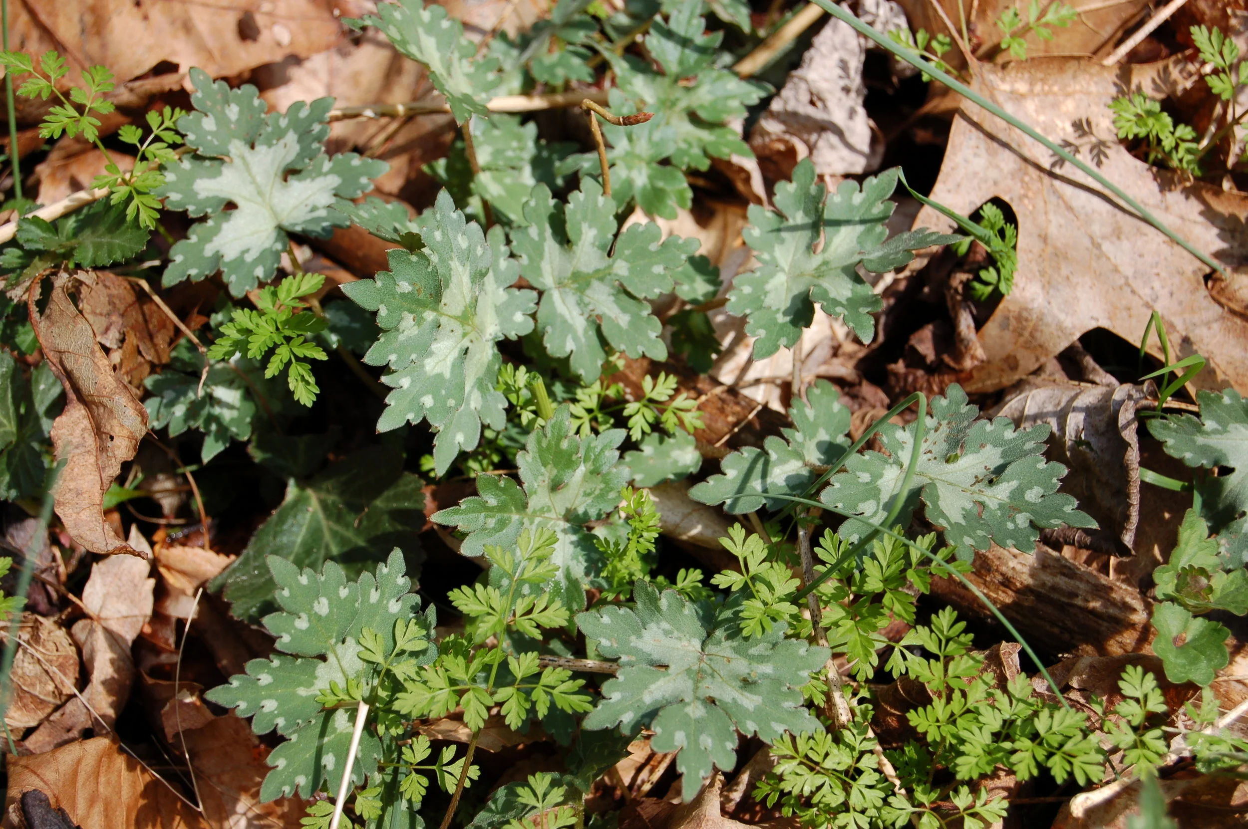 hydrophyllum canadense.JPG