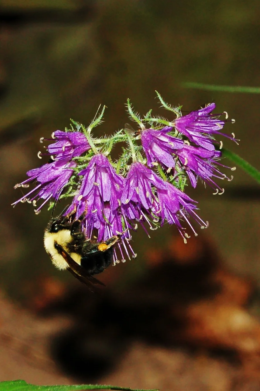 Hydrophyllum virginicum (5).JPG