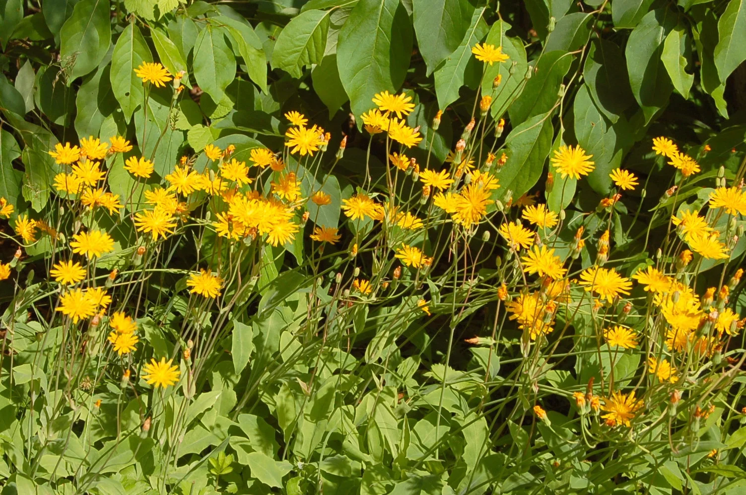 Krigia biflora (2).JPG