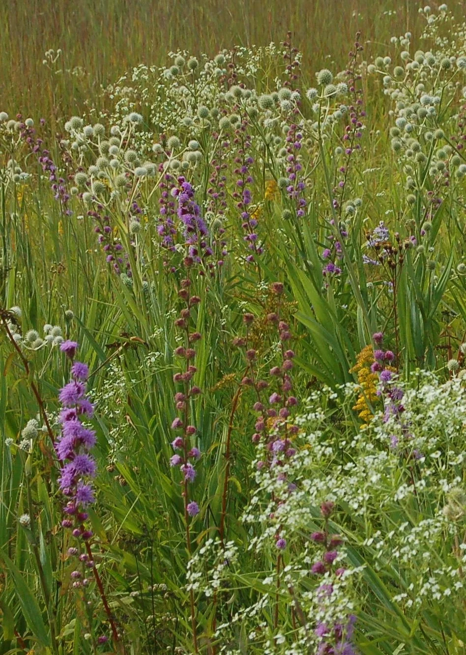 Liatris aspera.JPG