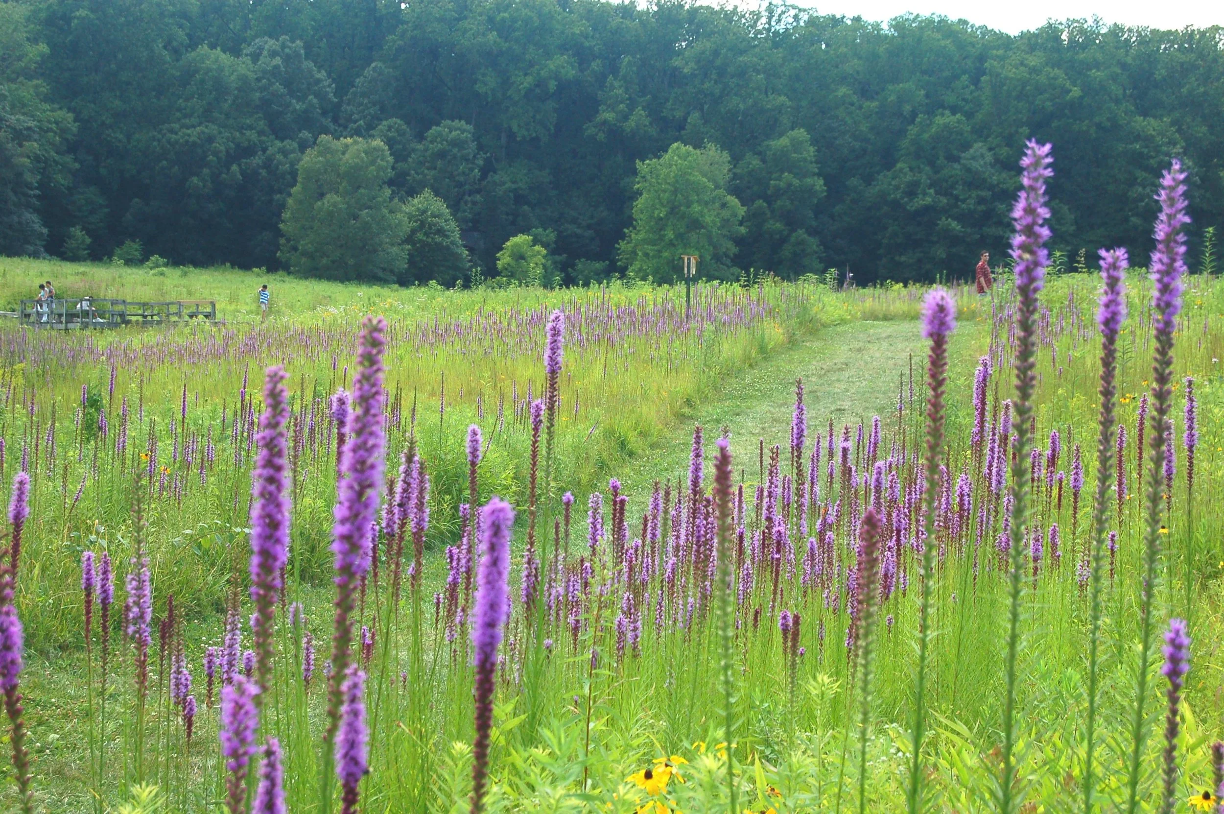Liatris spicata.JPG