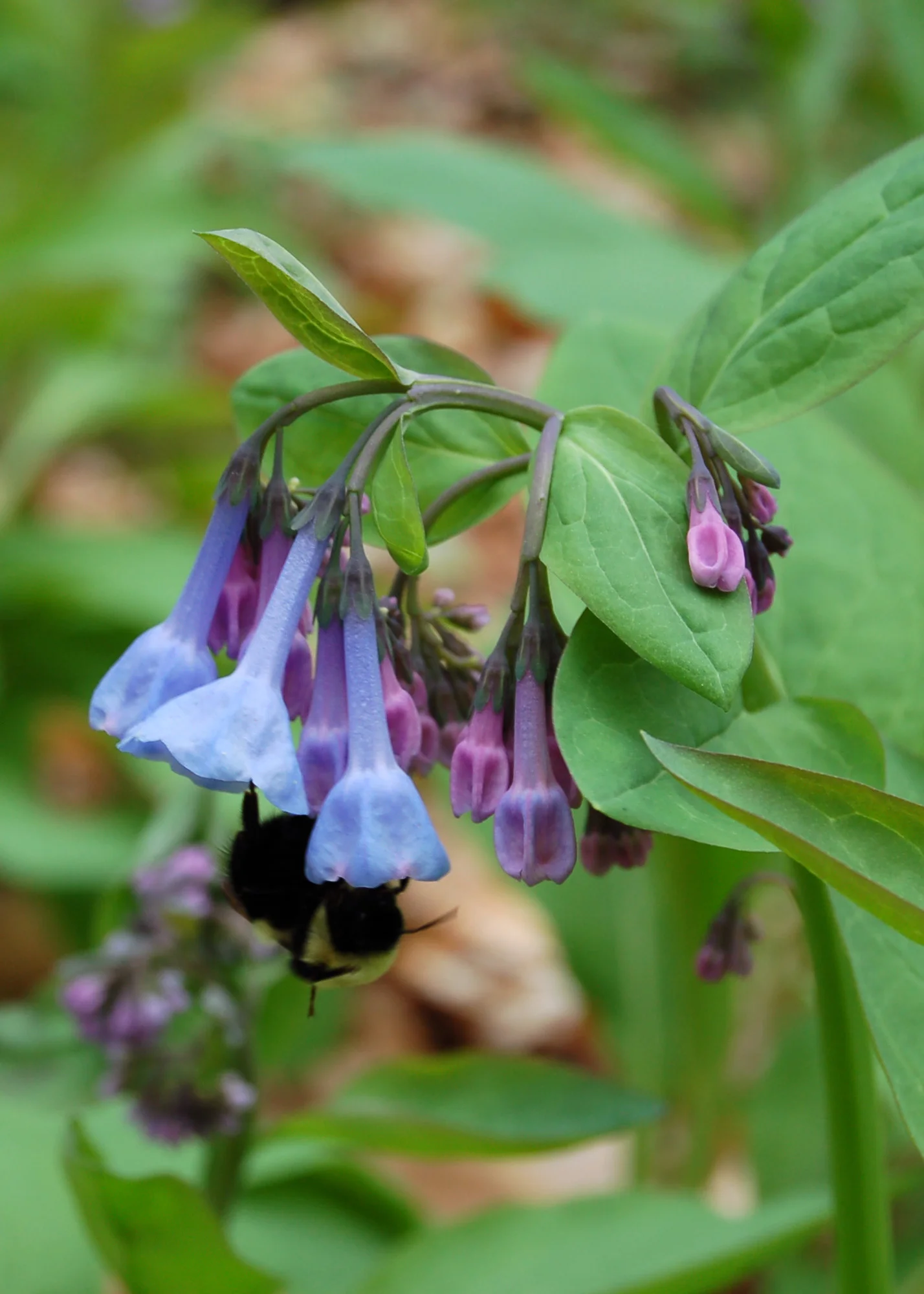 Mertensia virginica.JPG