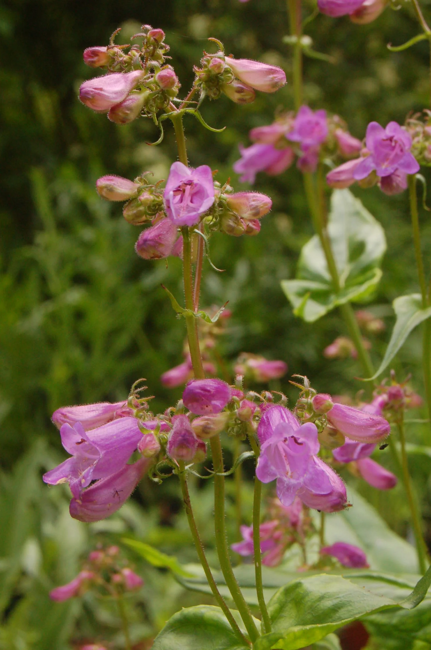 Penstemon calycosus (1).JPG