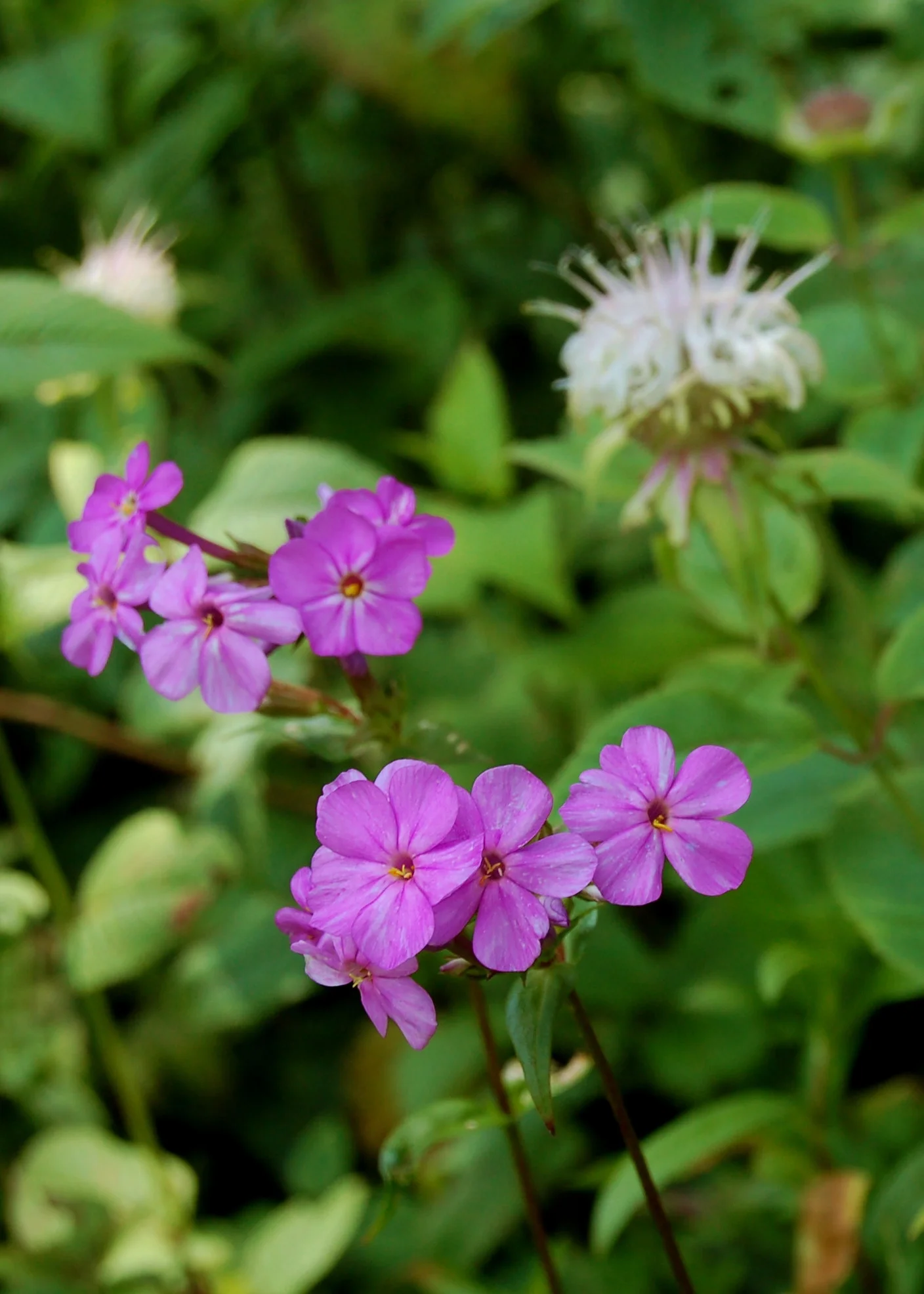 Phlox glaberimma.JPG