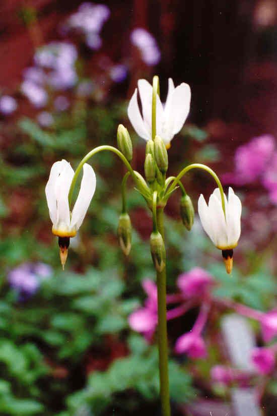 Dodecatheon meadia 3.jpg