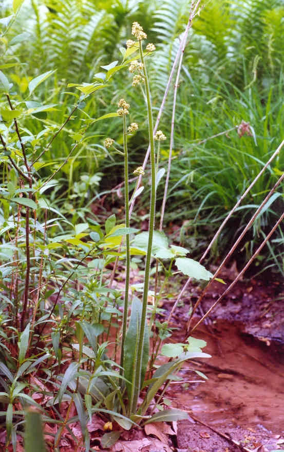Saxifraga pen.jpg