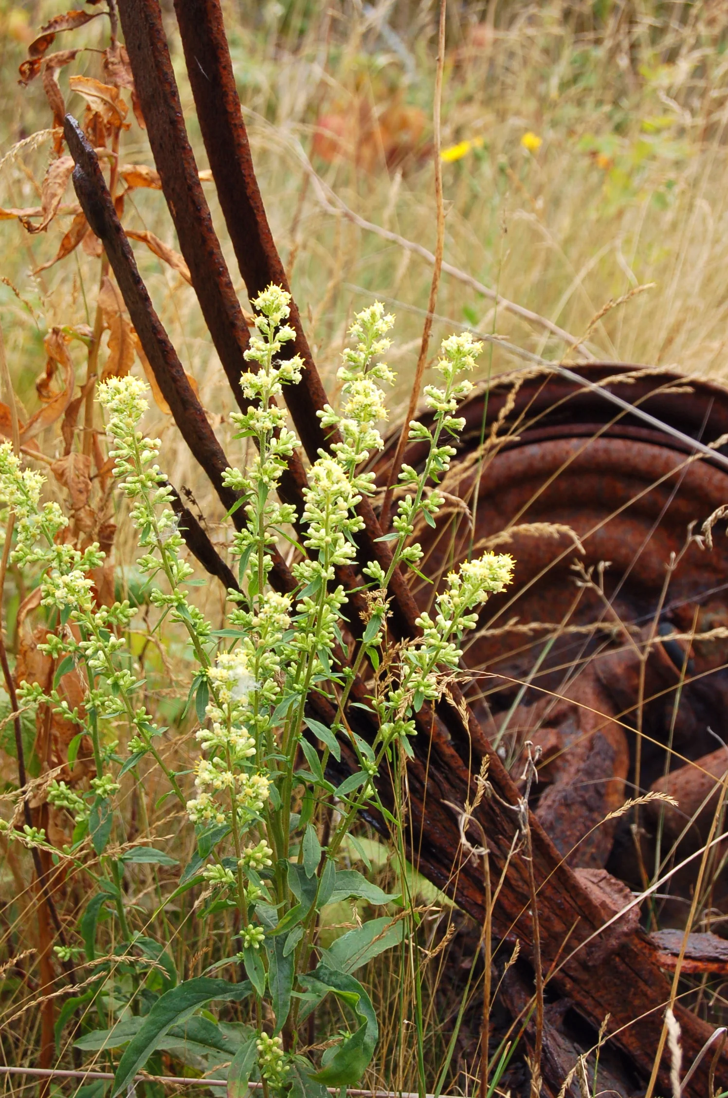 Solidago bicolor (3).JPG