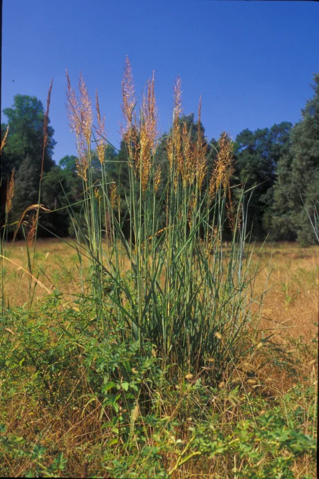 Sorghastrum nutans (2).jpg