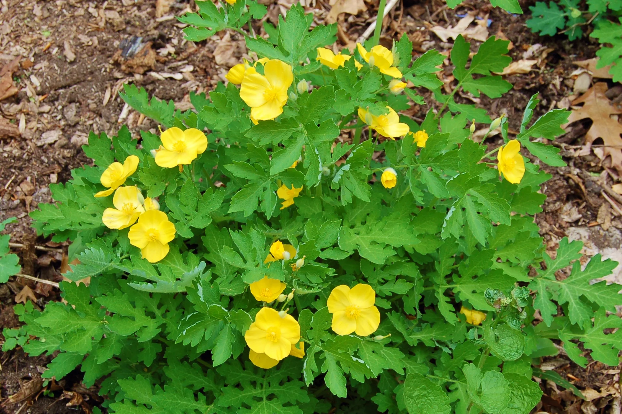 Stylophorum diphyllum.JPG