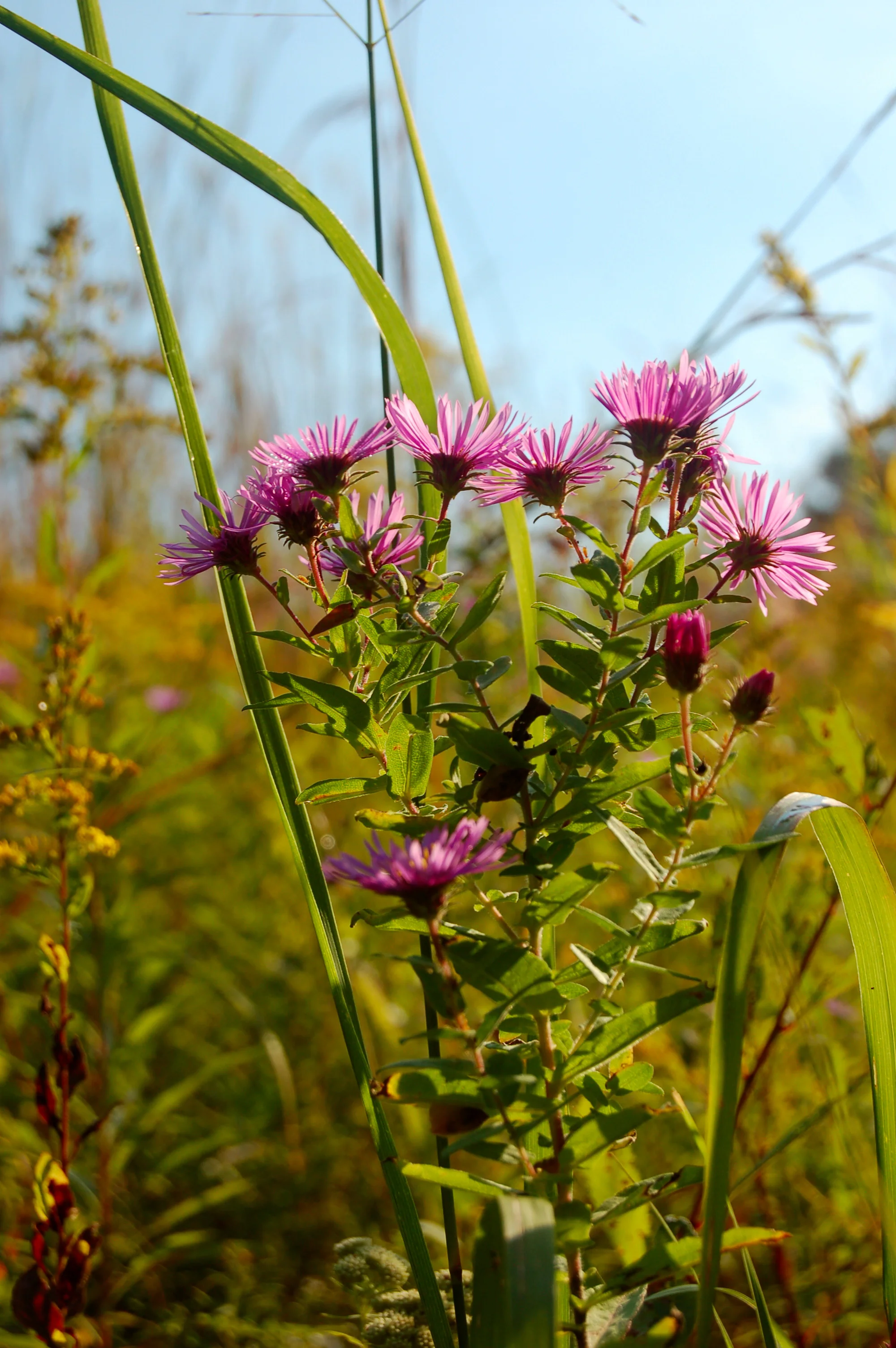 Aster novae angliae.JPG
