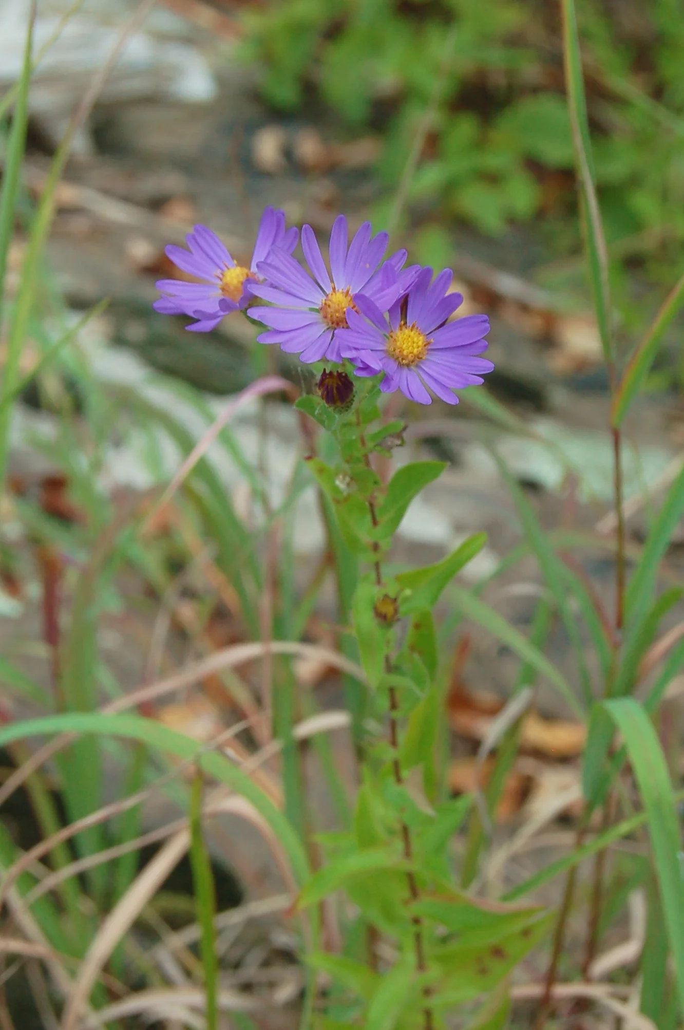 Aster patens.JPG