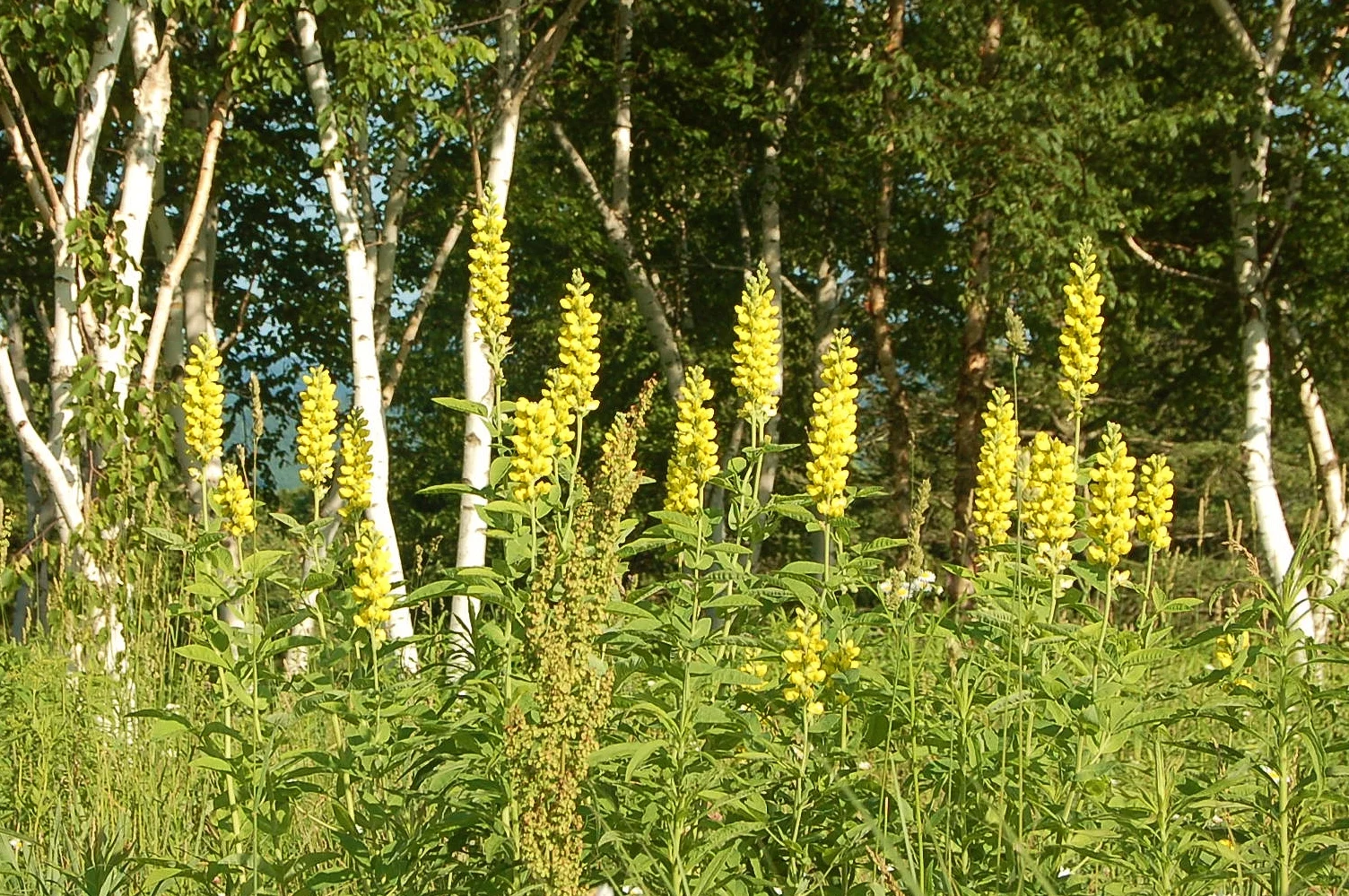 Thermopsis caroliniana.JPG