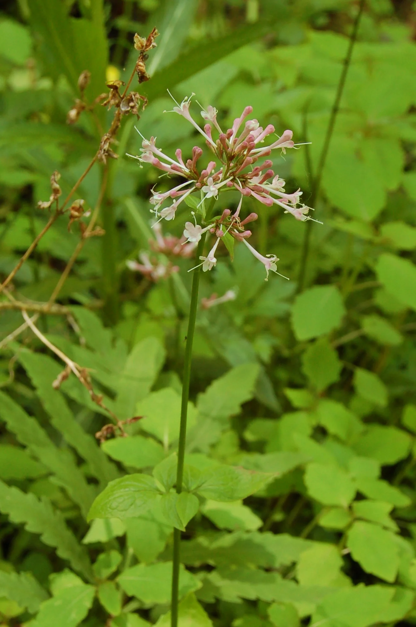 Valeriana pauciflora.JPG