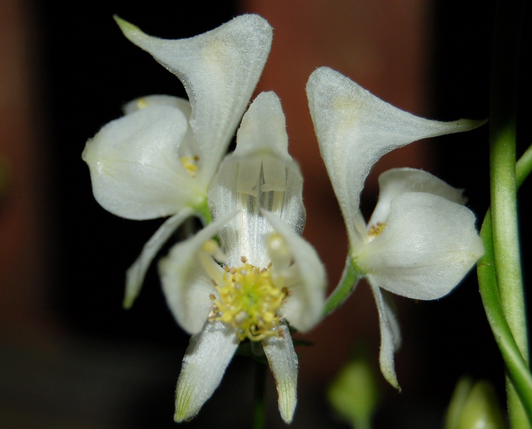 Aconitum uncinatum 'white witch' (9).JPG