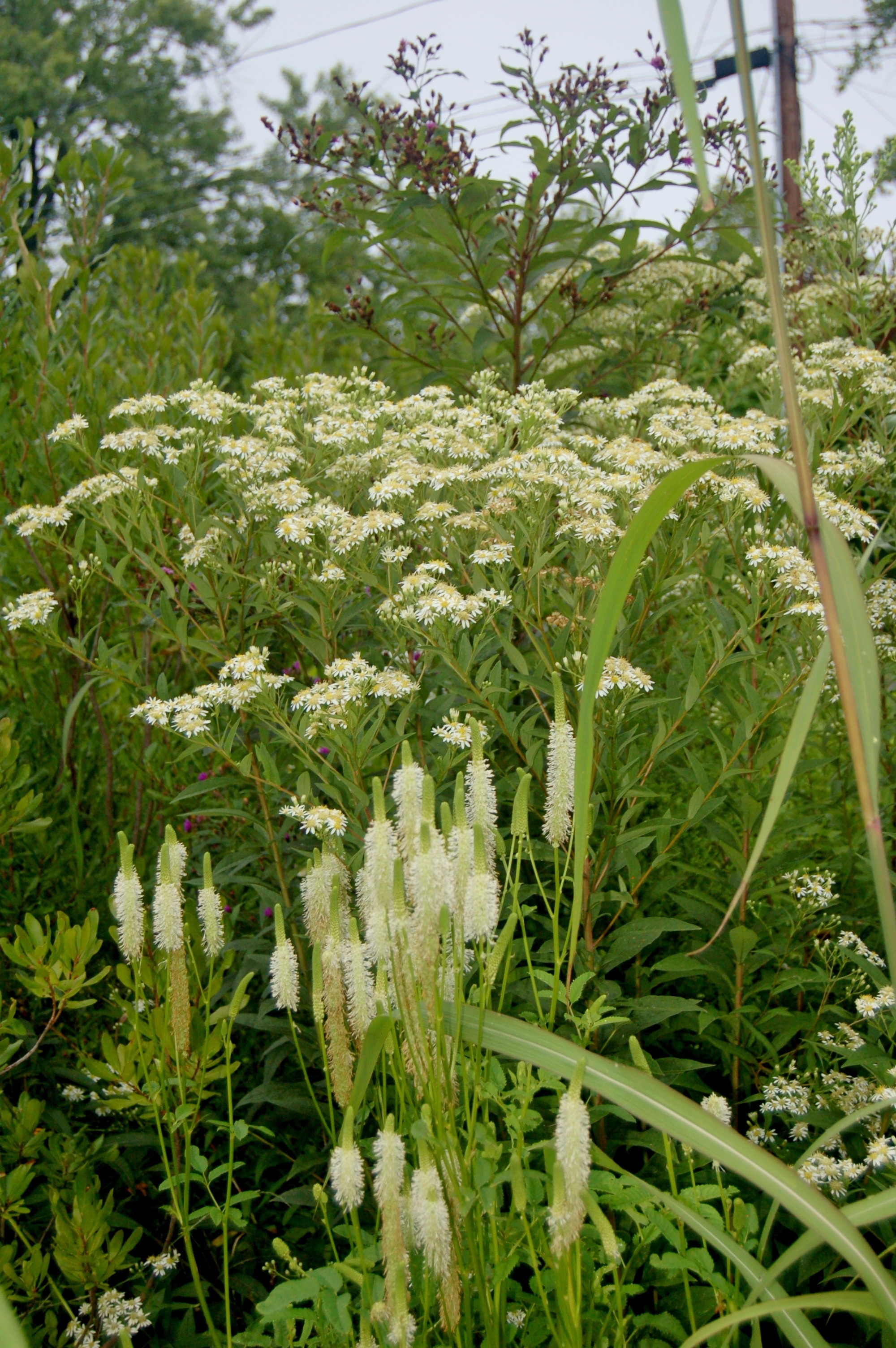 Aster umbellata.JPG
