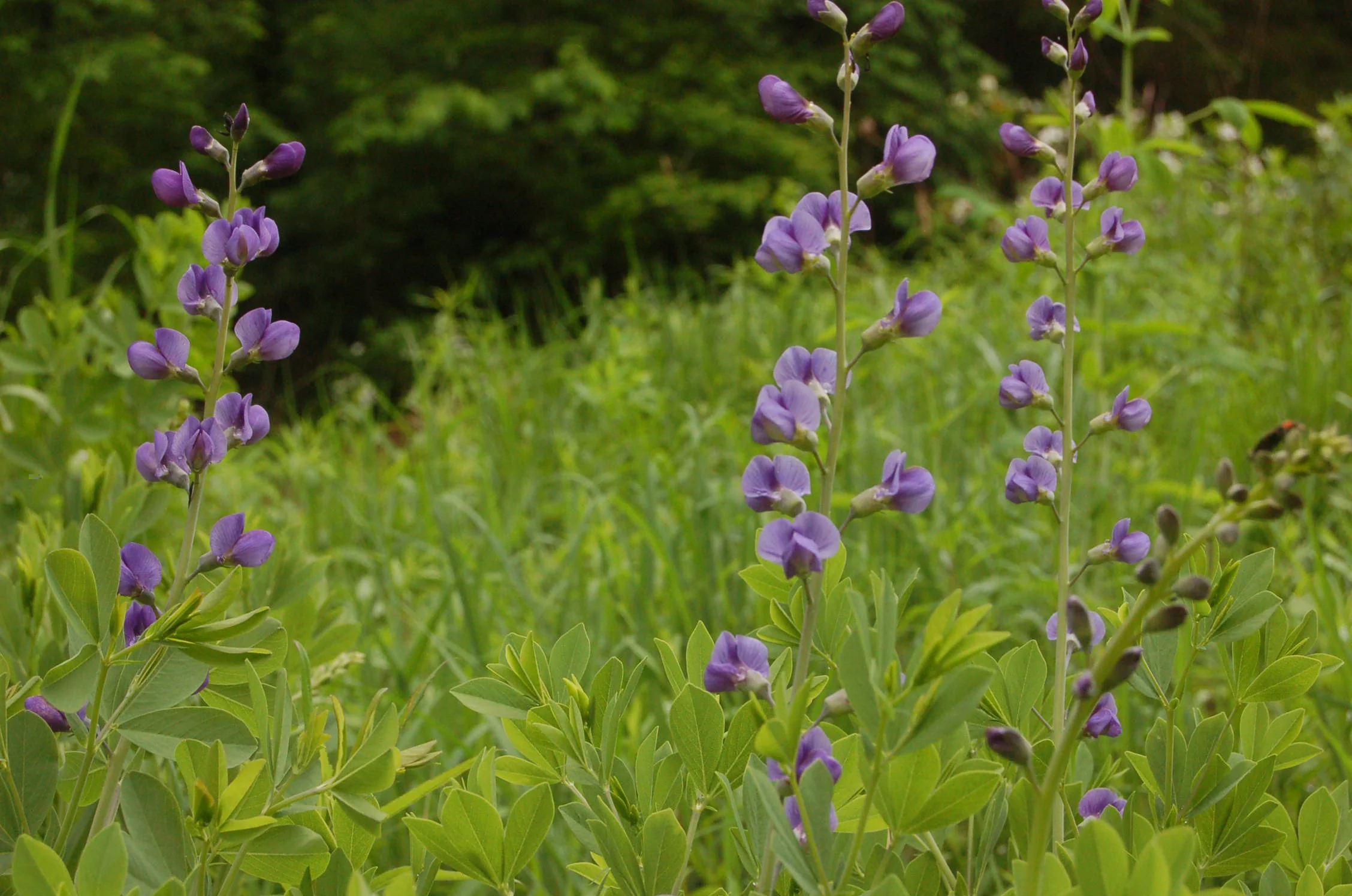 Baptisia australis (3).JPG