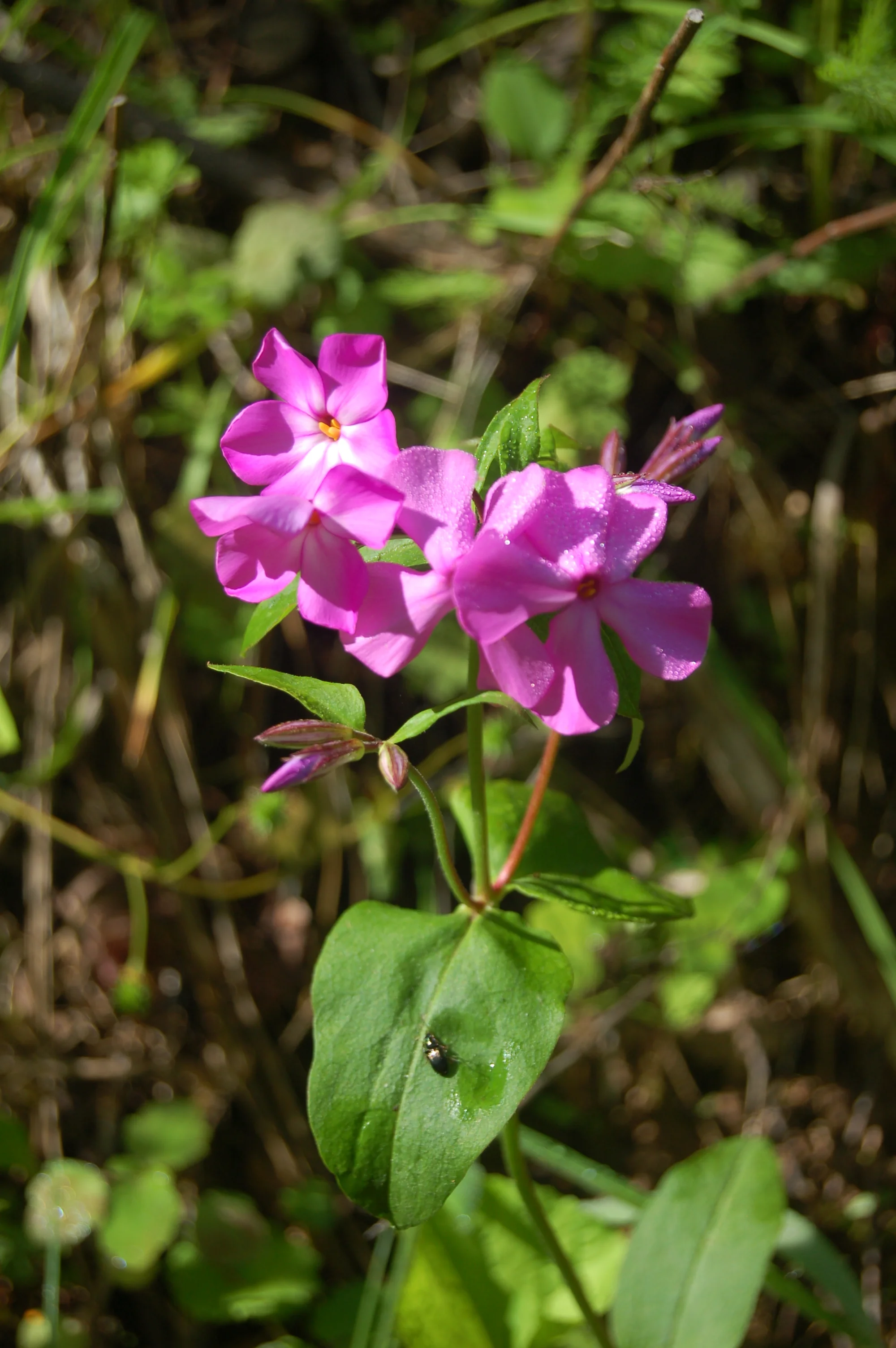 Phlox ovata (4).JPG