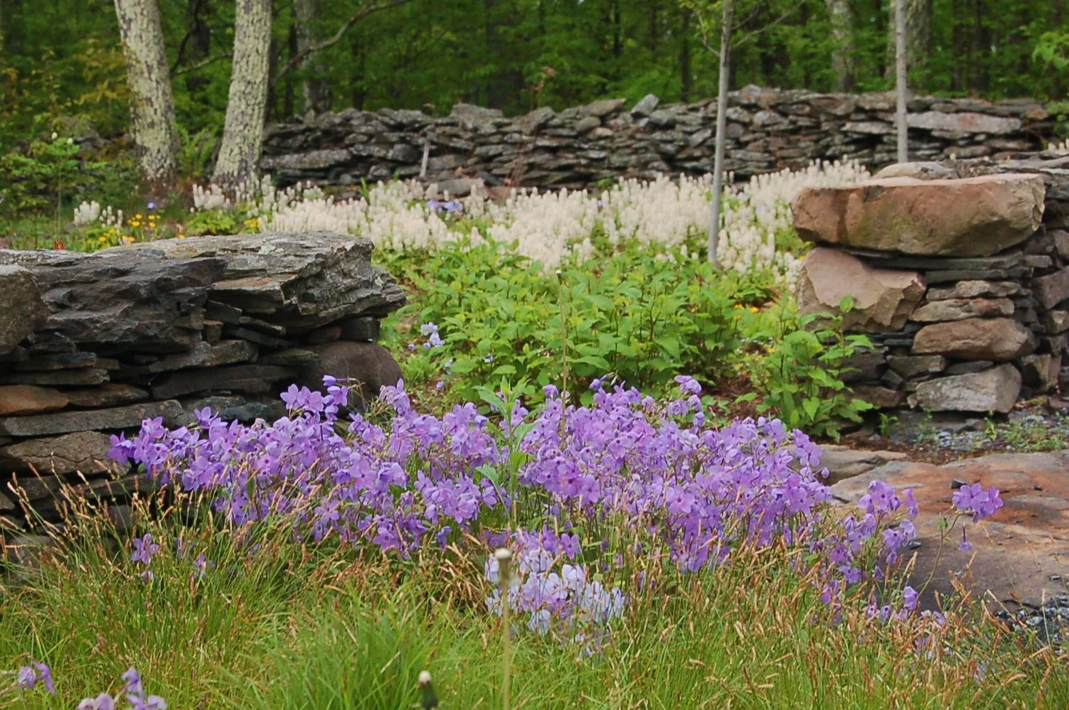 Live Plants H-R — Wood Thrush Native Nursery