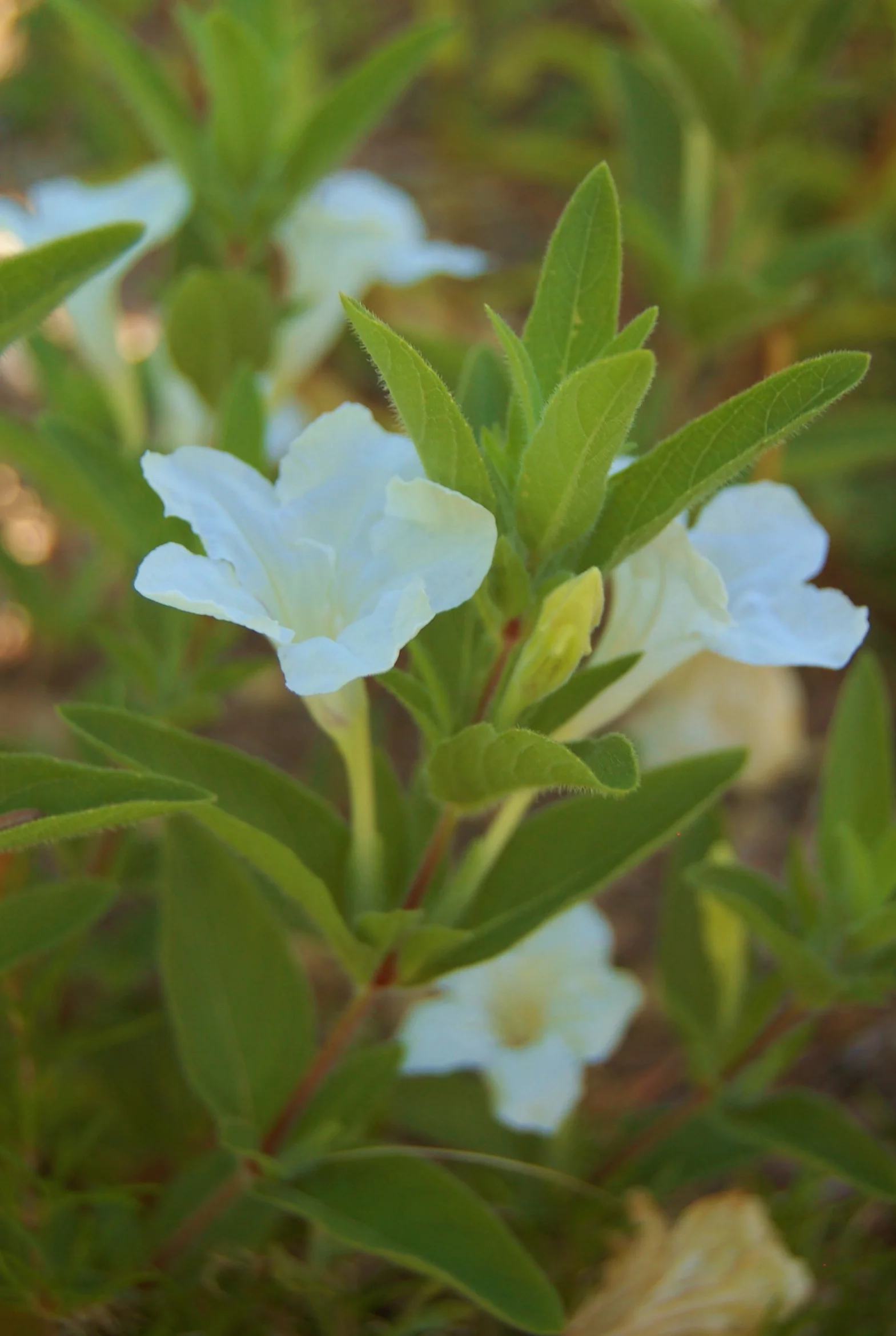 Ruellia humilis 'White Lady' (4).JPG