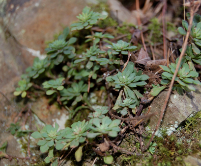 Sedum glauc.png