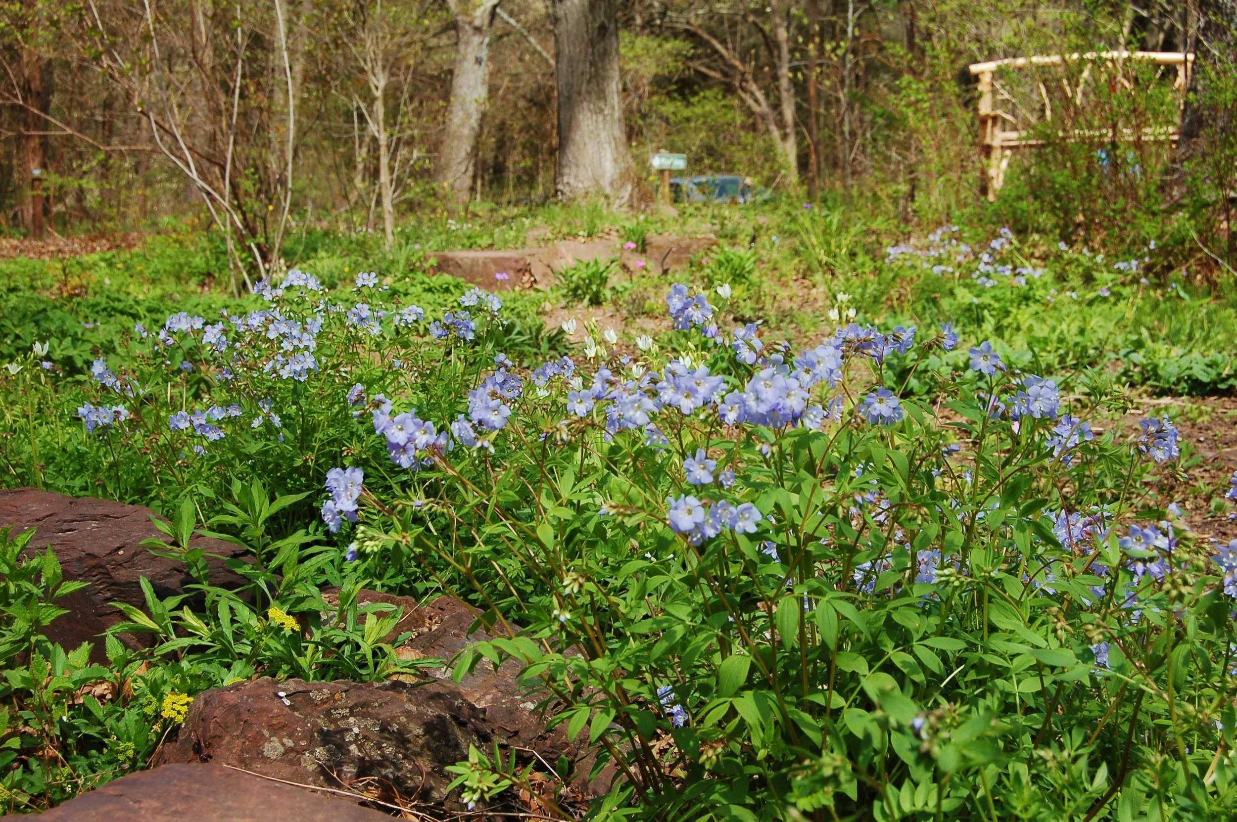 Polemonium reptans.JPG