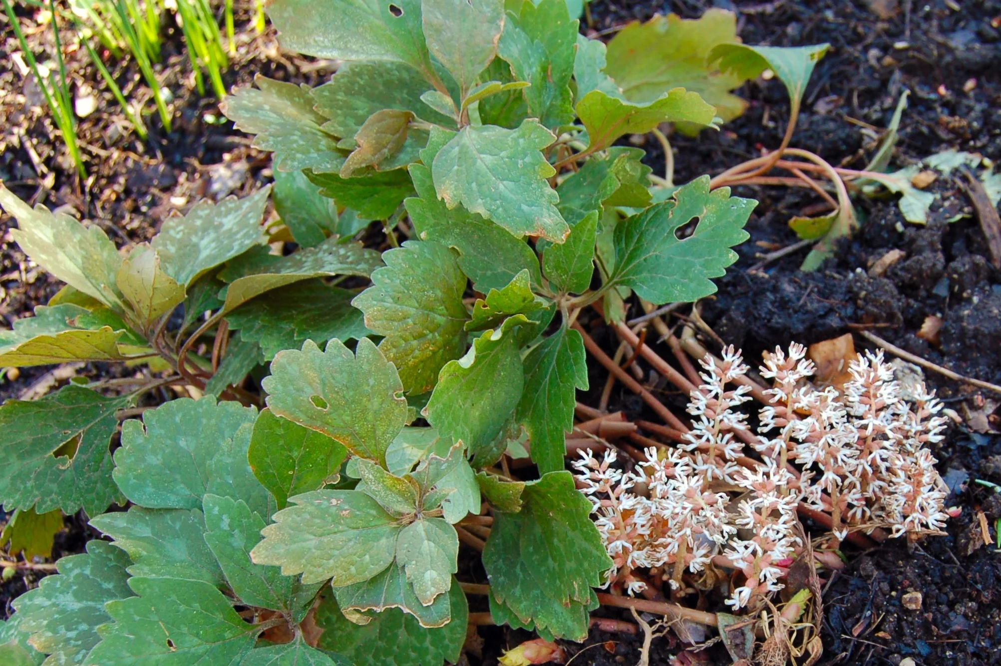 Pachysandra procumbens (5).JPG