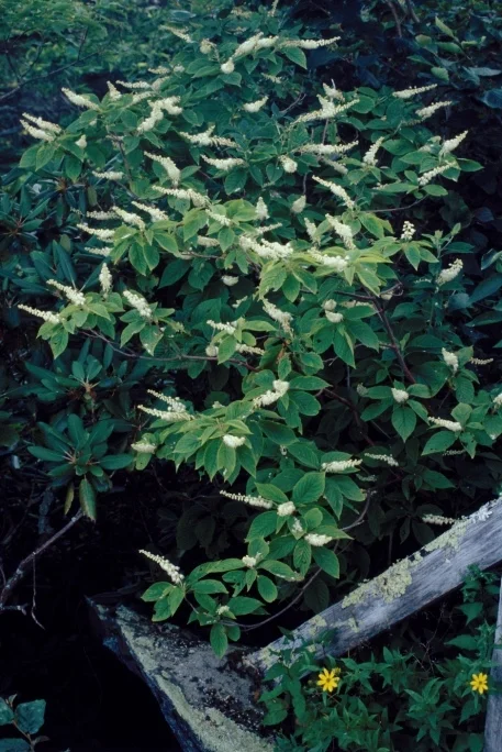 Clethra acuminata002.jpg